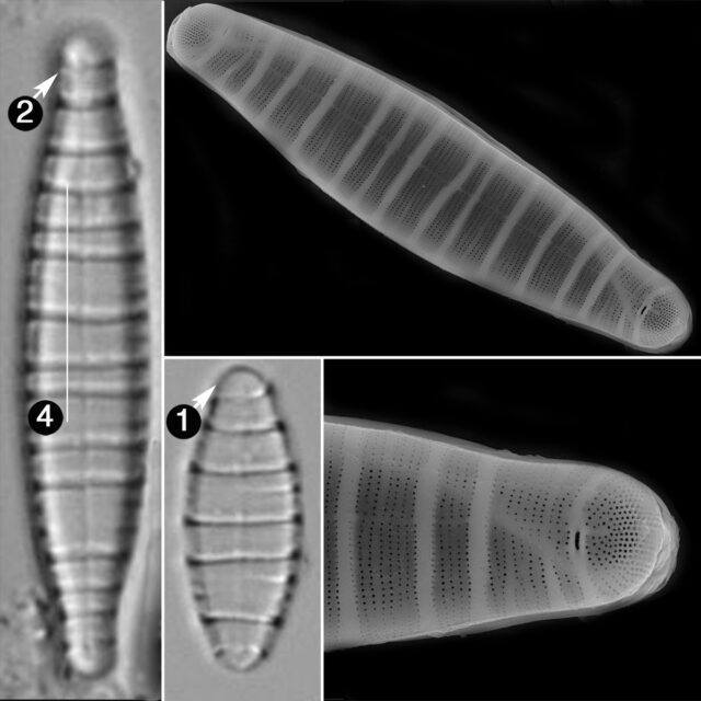 D Moniliformis Guide