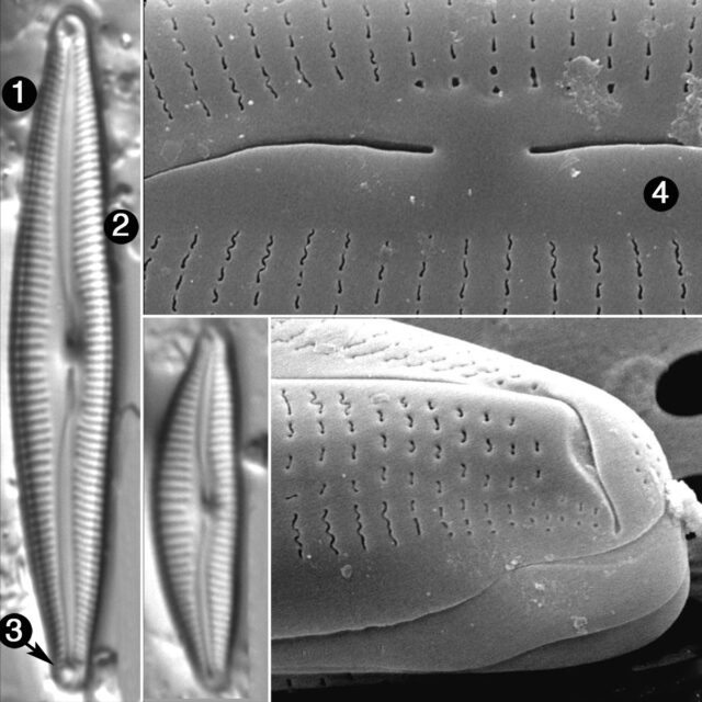 Delicata Alpestris Guide