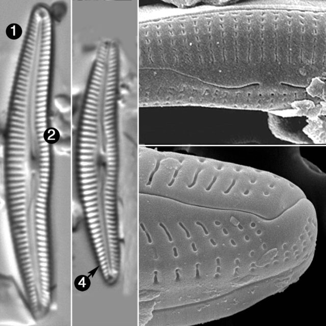 Delicata Canadensis Guide2