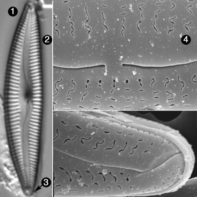 Delicata Delicatula Guide