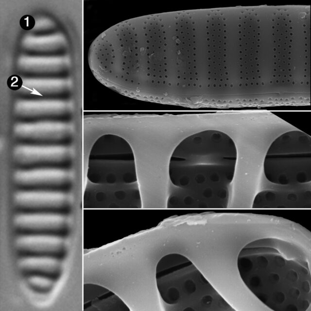 Denticula Creticola Guide