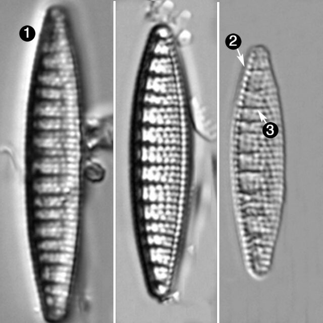 Denticula kuetzingii guide