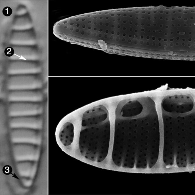 Denticula Subtilis Guide