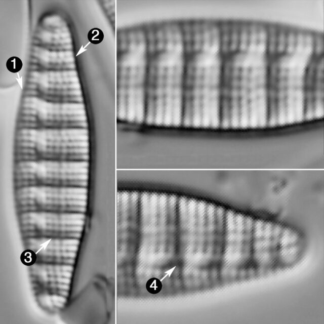 Denticula Tenuis Guide