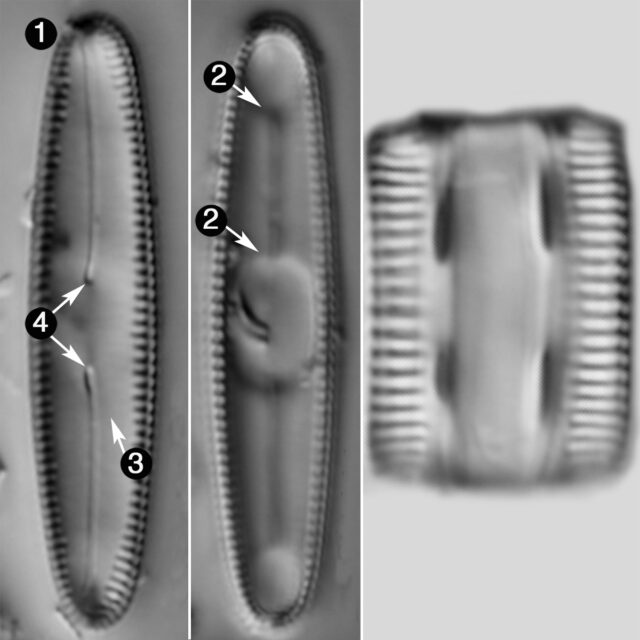 Diatomella Balfouriana Guide