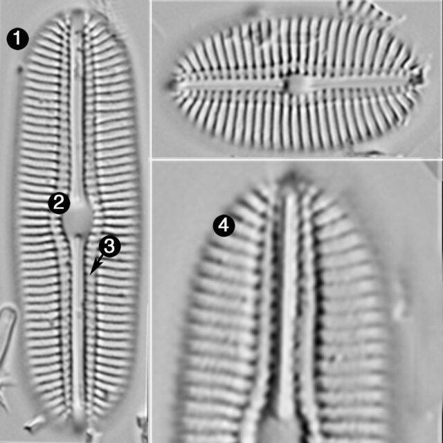 Diploneis Boldtiana Guide