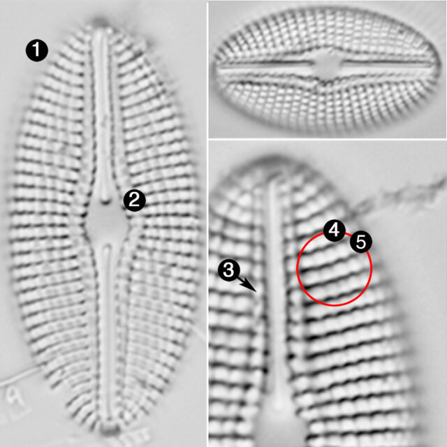 Diploneis Calcilacustris Guide