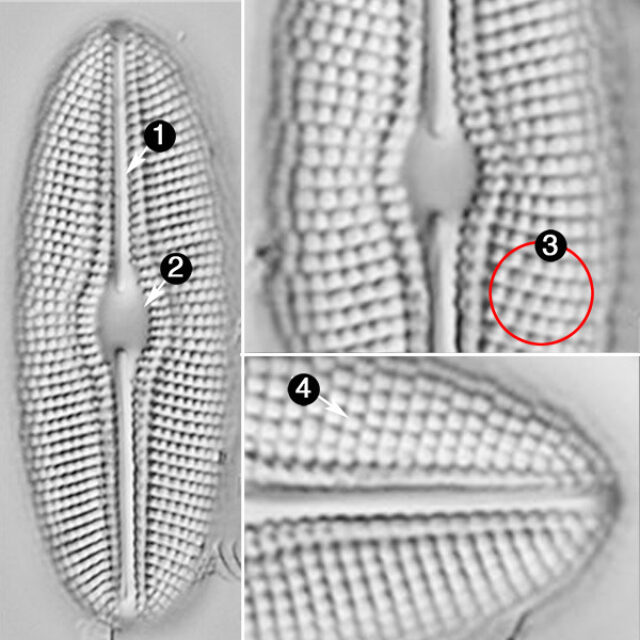 Diploneis doncharlesii guide