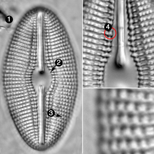 Diploneis Elliptica Guide