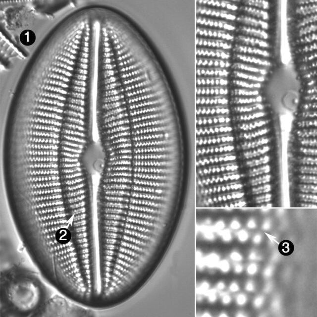 Diploneis Finnica Guide Copy