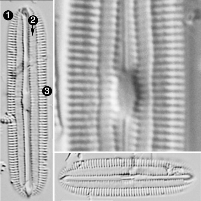 Diploneis galloprovincialis guide