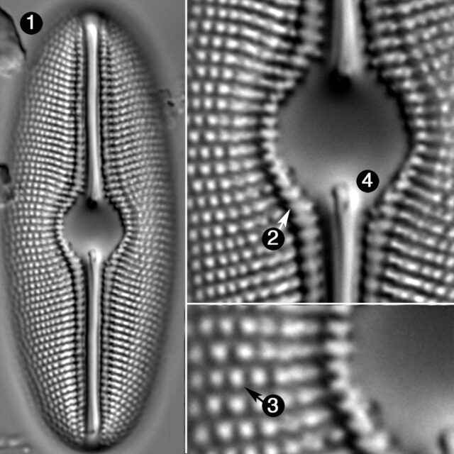 Diploneis Mollenhaueri Guide