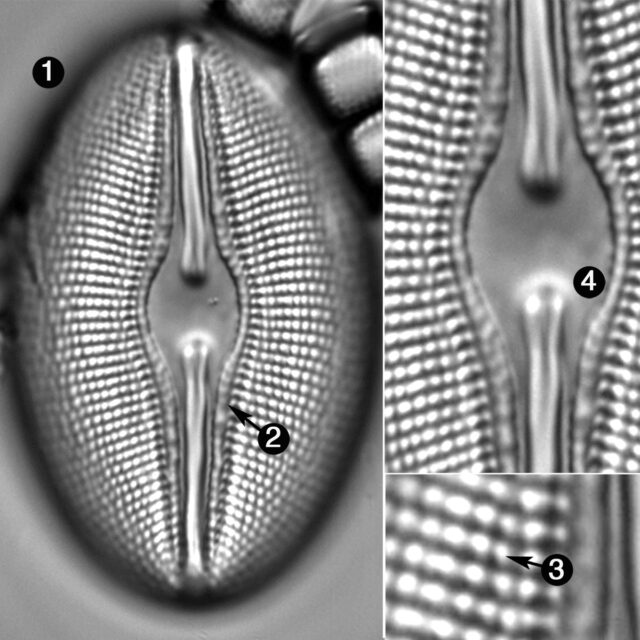 Diploneis Ovalis Guide