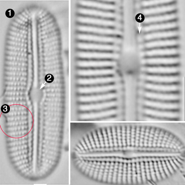 Diploneis potapovae guide