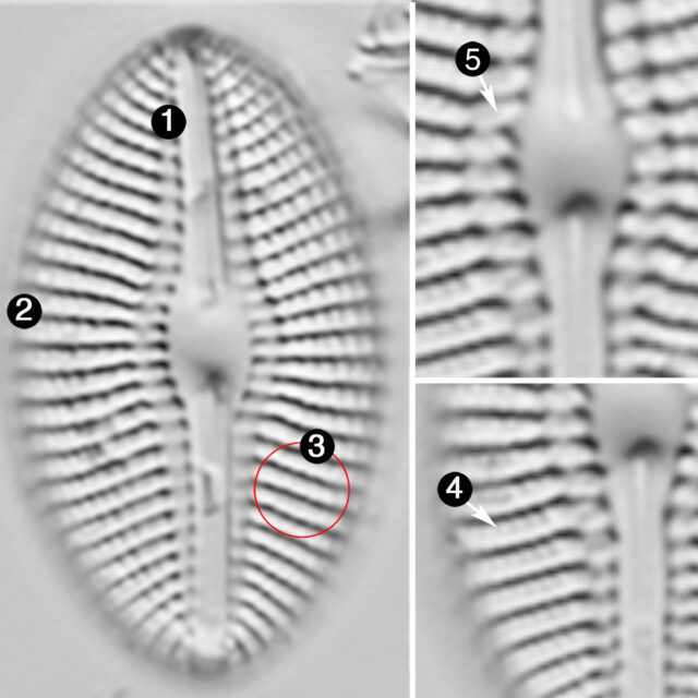 Diploneis puellafallax guide