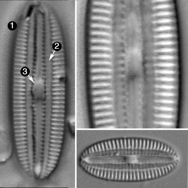 Diploneis submarginstriata guide