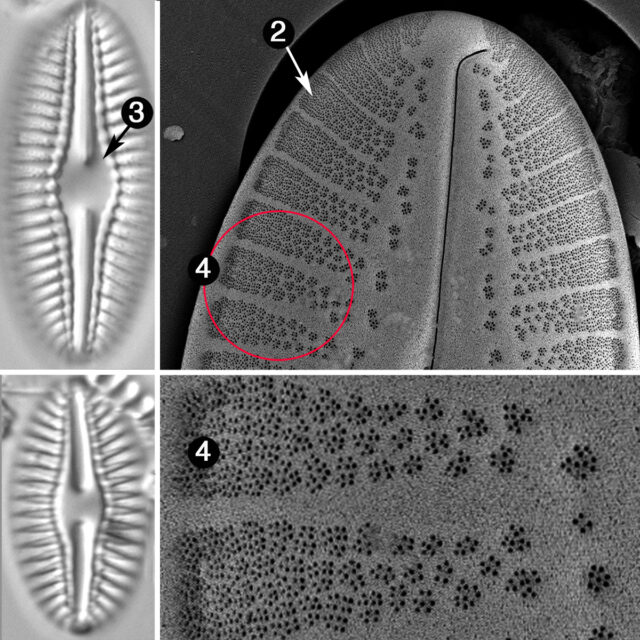 Diploneis texana guide