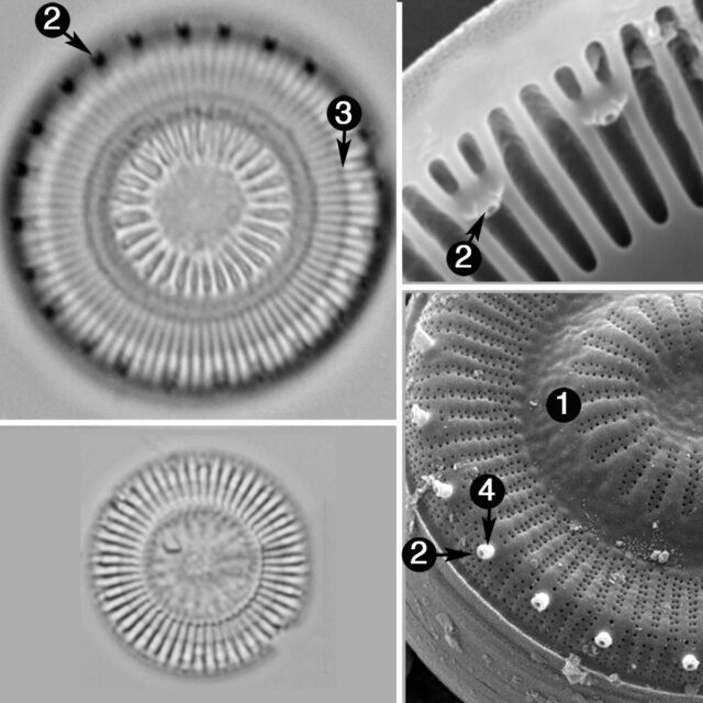 Discostella asterocostata guide2