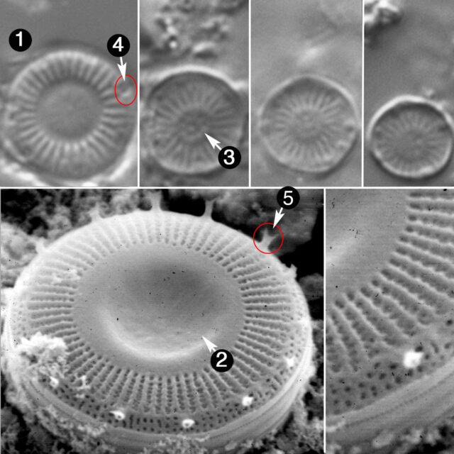 Discostella Pseudostelligera Guide