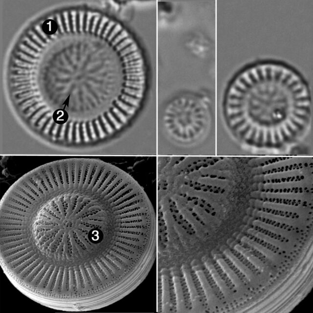 Discostella Stelligera Guide