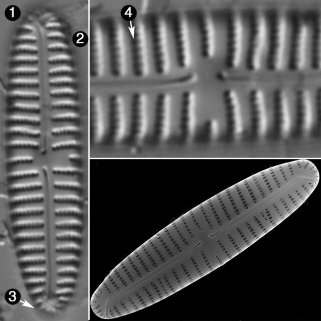 Encyonema Applachianum Guide