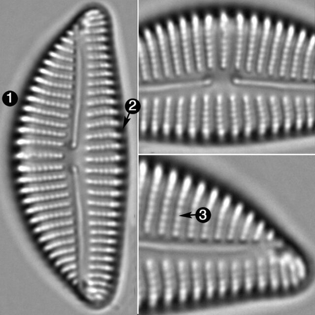 Encyonema Auerswaldi Guide