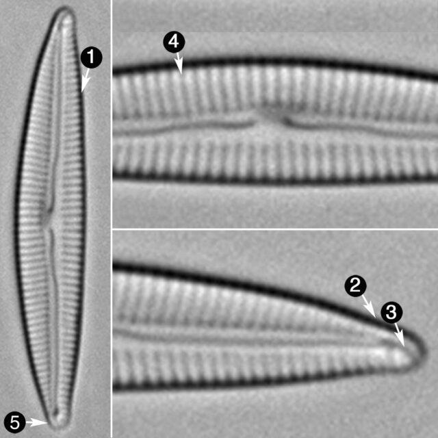 Encyonema Evergladianum Guide