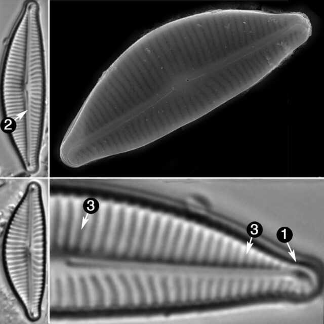 Encyonema Hamsherae Guide