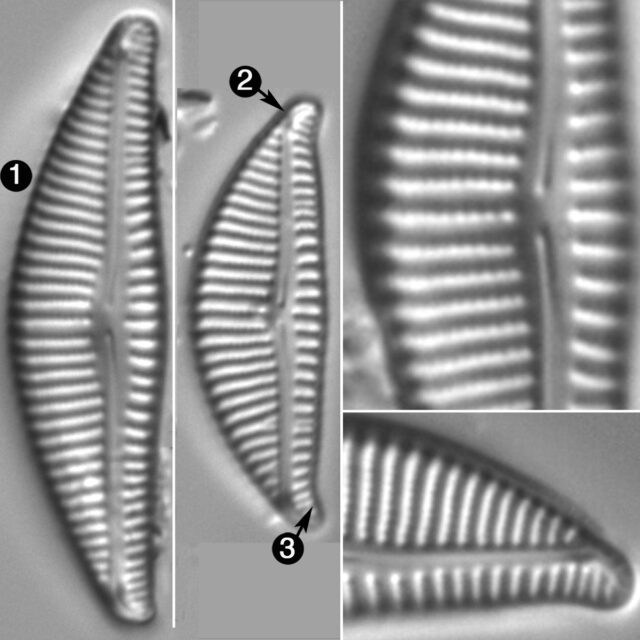 Encyonema Lange Bertalotii Guide