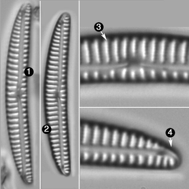 Encyonema Lunatum Guide