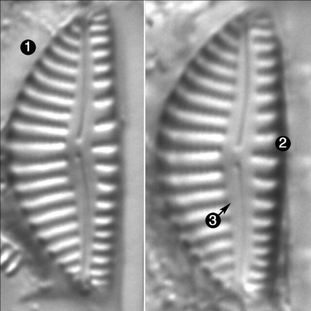 Encyonema Montana Guide