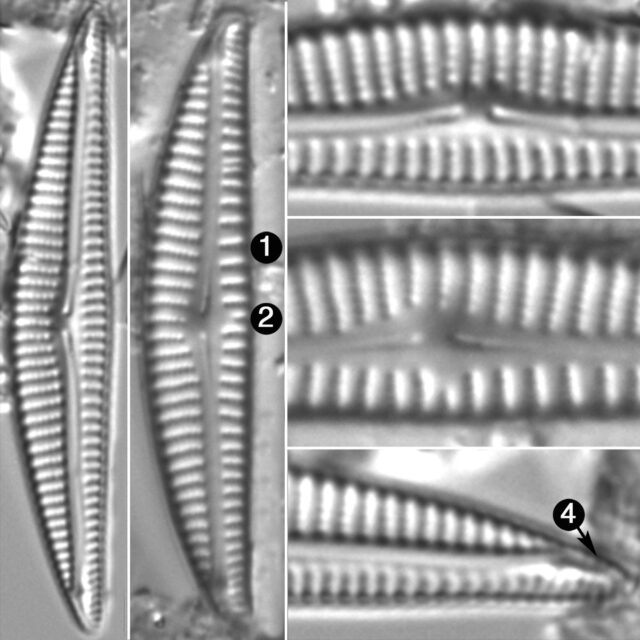 Encyonema Neogracile Guide