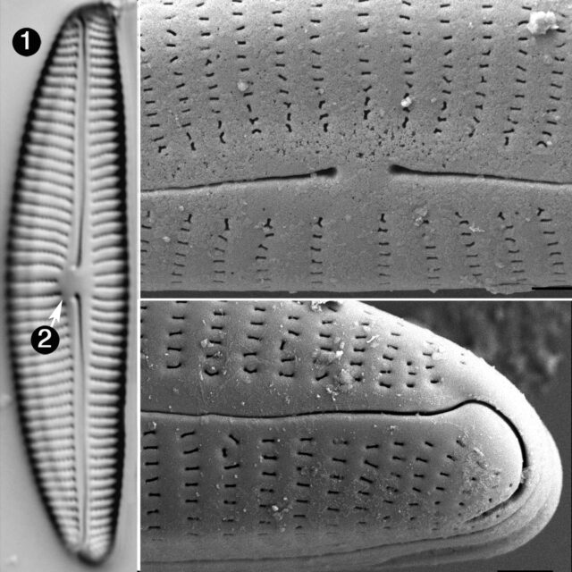 Encyonema Norvegicum Guide