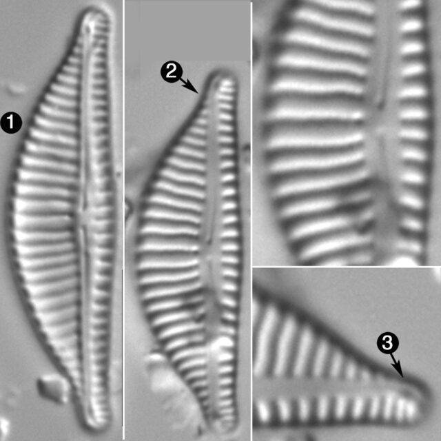 Encyonema Obscurum Guide