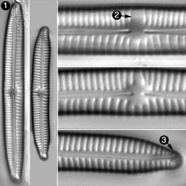 Encyonema Sibericum Guide