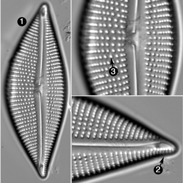 Encyonema Triangulum Guide