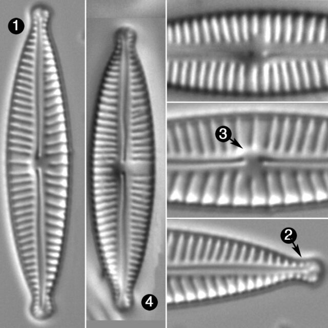 Encyonopsis Aequaliformis Guide