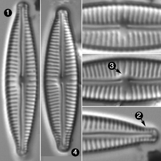 Encyonopsis Aequalis Guide