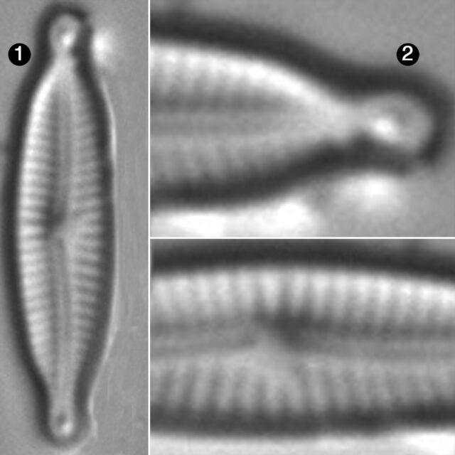 Encyonopsis Alpina Guide