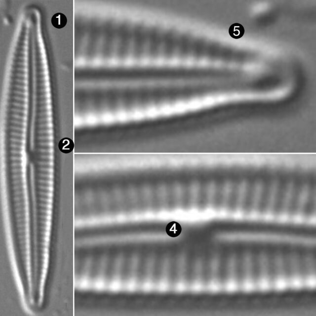 Encyonopsis Anacondae Guide