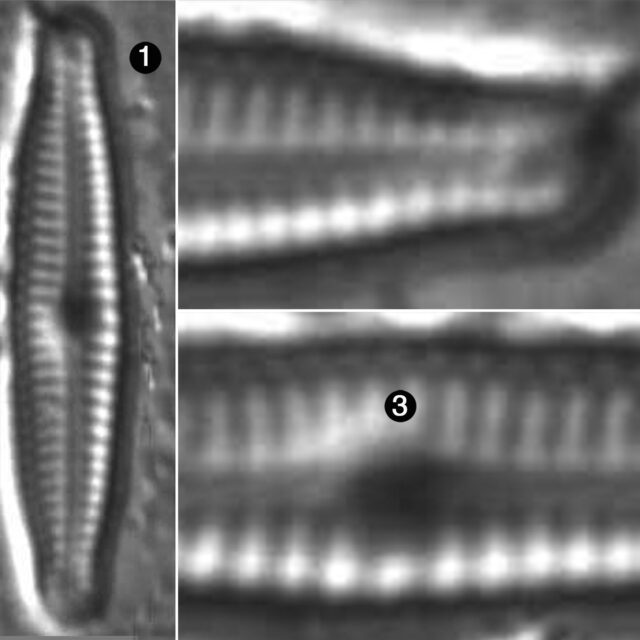 Encyonopsis Bobmarshallensis Guide