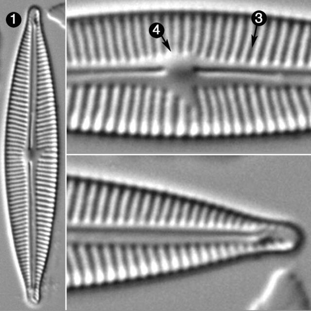 Encyonopsis Cesatiformis Guide