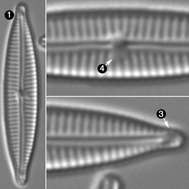 Encyonopsis Cesatii Guide