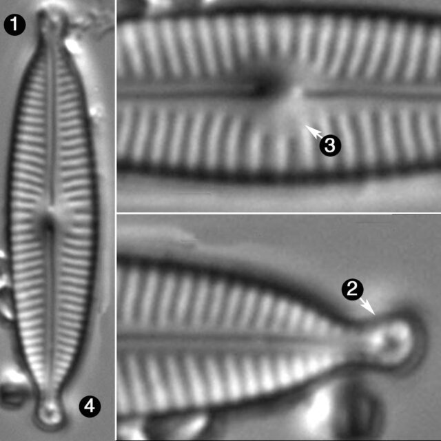 Encyonopsis Descripta Guide