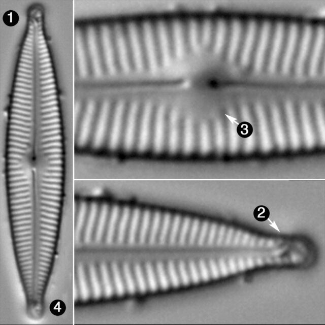 Encyonopsis Descriptiformis Guide