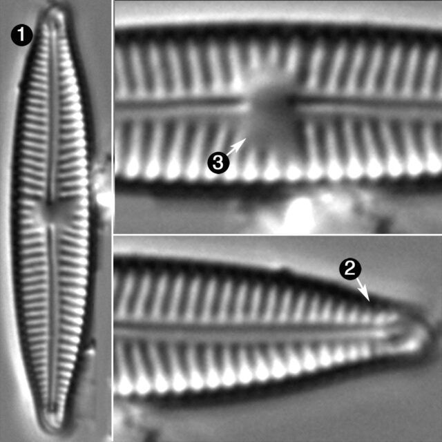 Encyonopsis Falaisensis Guide