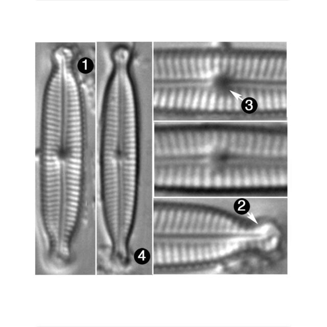 Encyonopsis Hustedti Guide