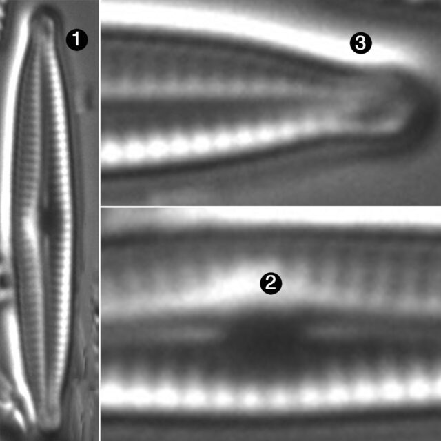 Encyonopsis Kutenaiorum Guide