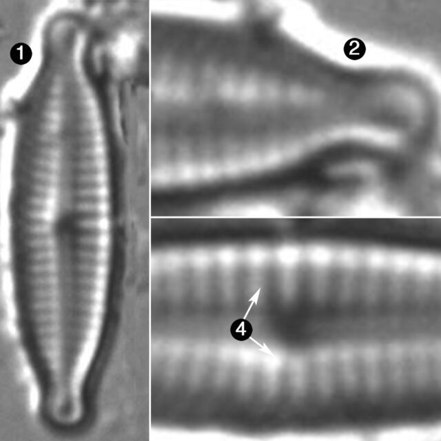 Encyonopsis Lacusalpini Guide