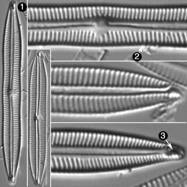 Encyonopsis Lacuscarerulei Guide